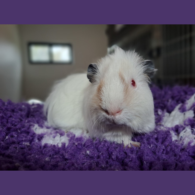 Photo of Jey