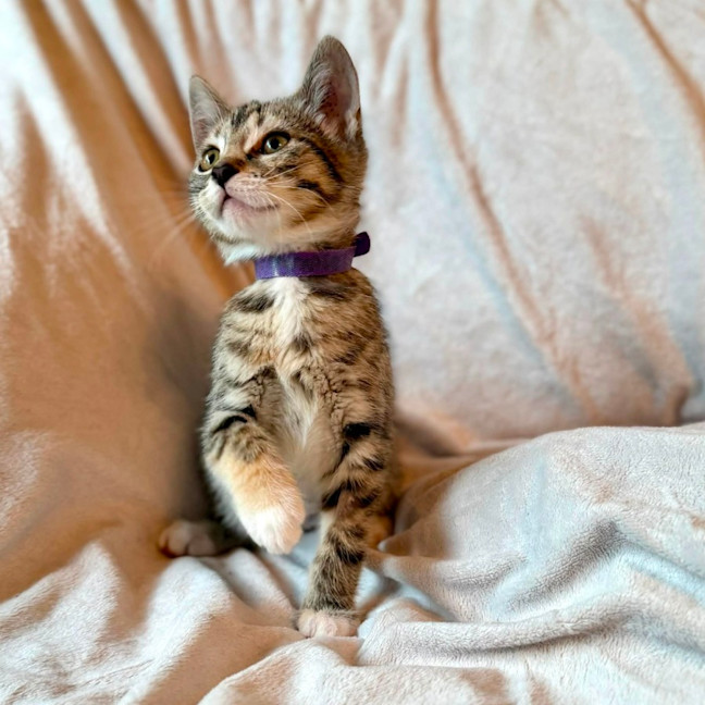 Photo of Lamington   In Foster Care In Bentleigh East