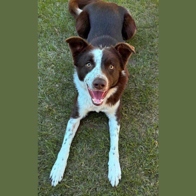 Photo of Rusty