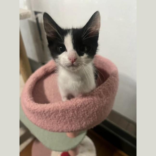 Photo of Rocket