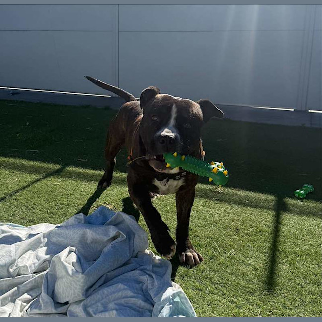 Photo of Sugar