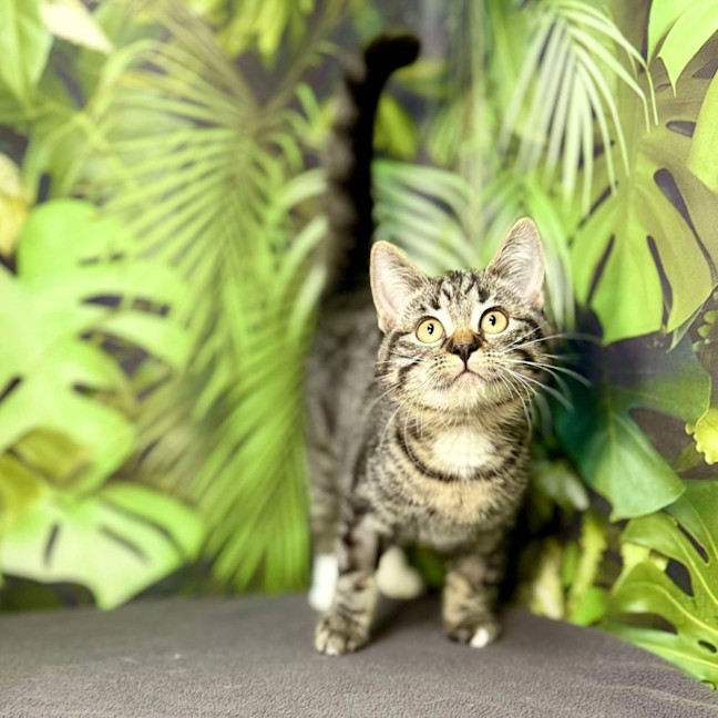 Photo of Ophelia (Located In Preston) 