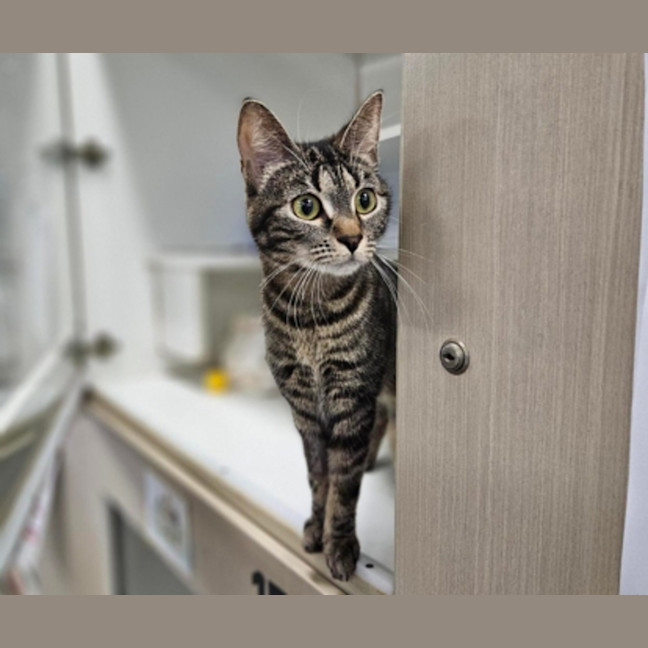 Photo of Maple