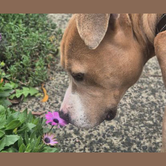 Photo of Tyson