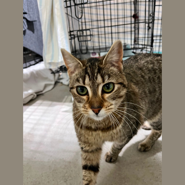 Photo of Bagel