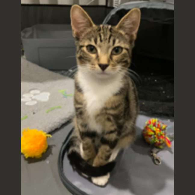 Photo of Ernie Meet Me @Petstock Keysborough Store