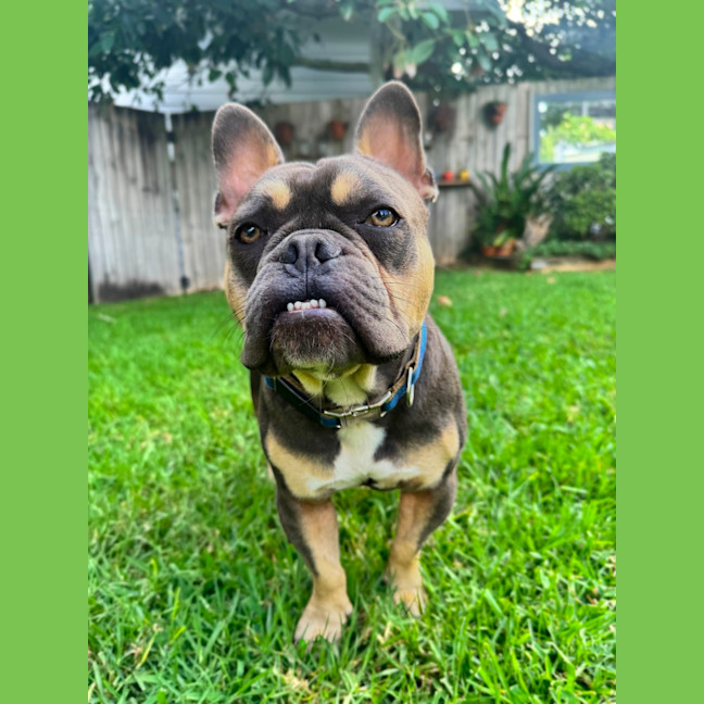 Photo of Nugget   2 Year Old French Bulldog X