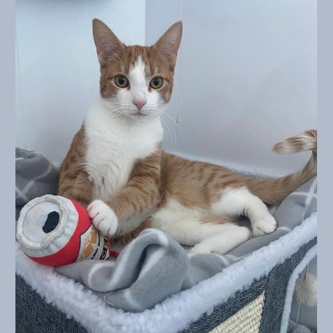 Photo of Mango