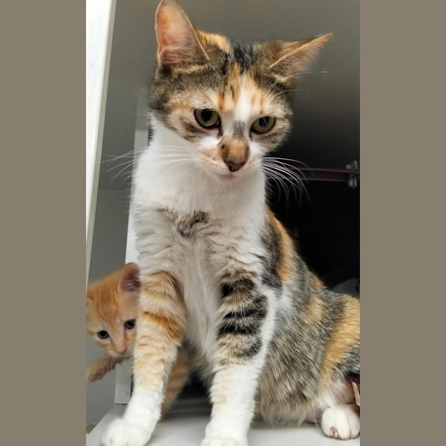 Photo of Cal Short For Calico