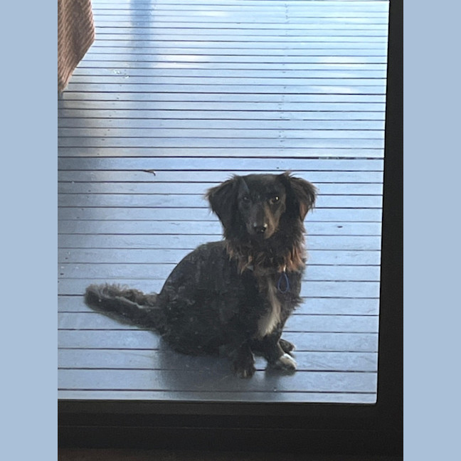 Photo of Socks – 1 Year Old Dachshund