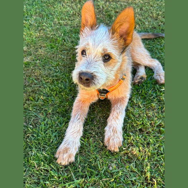 Photo of Russel Sprout