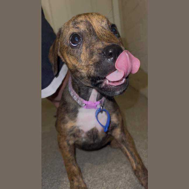 Photo of Poppy   9 Week Old Ridgeback X