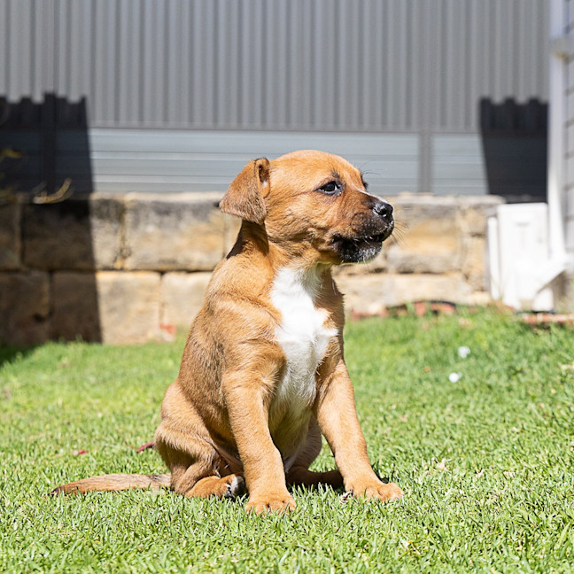 Photo of Brownie