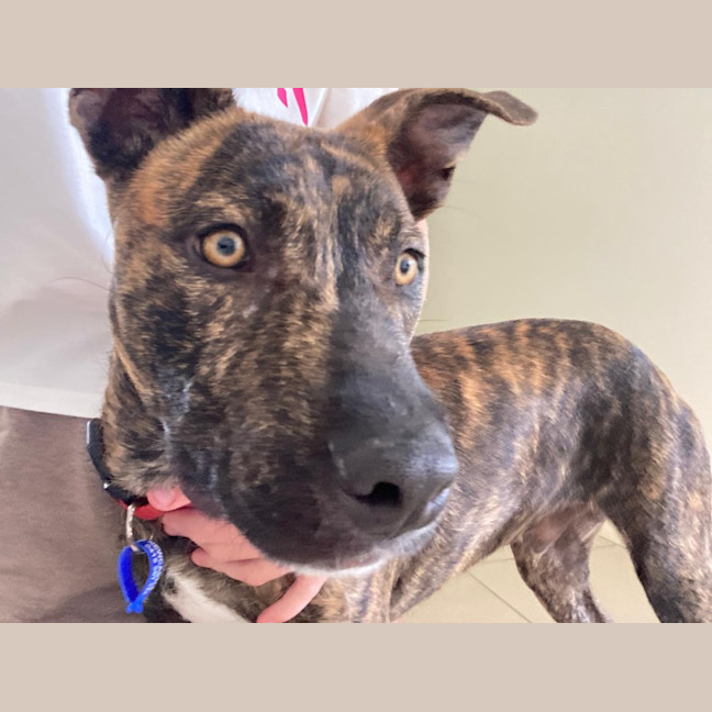 Photo of Dapper   7 Month Old Staffy X