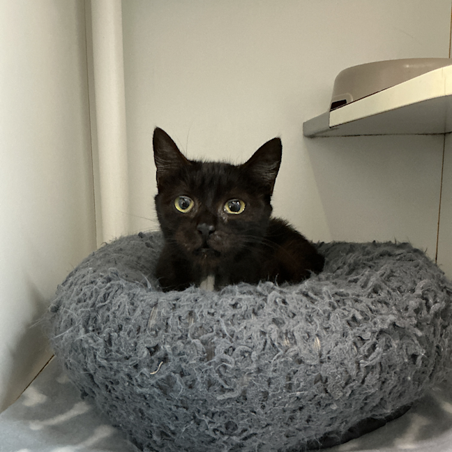 Photo of Rocket