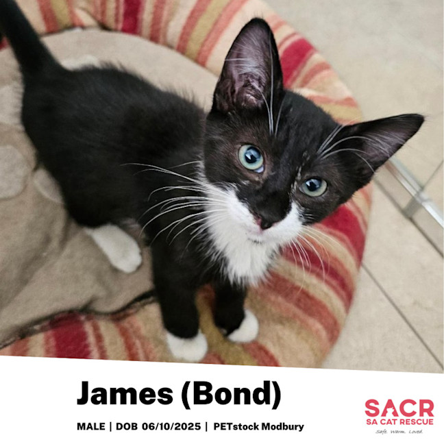 Photo of James (Bond, James Bond)