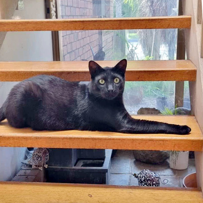 Photo of Midnight