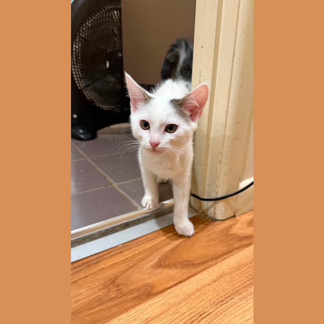 Photo of Coconut