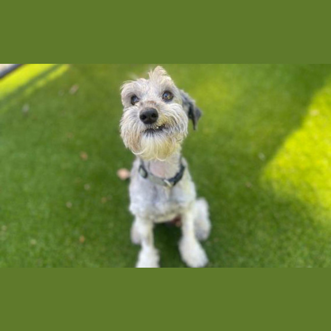 Photo of Stanley Poochi