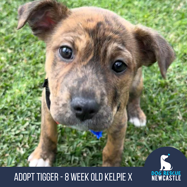Photo of Tigger   8 Week Old Kelpie X