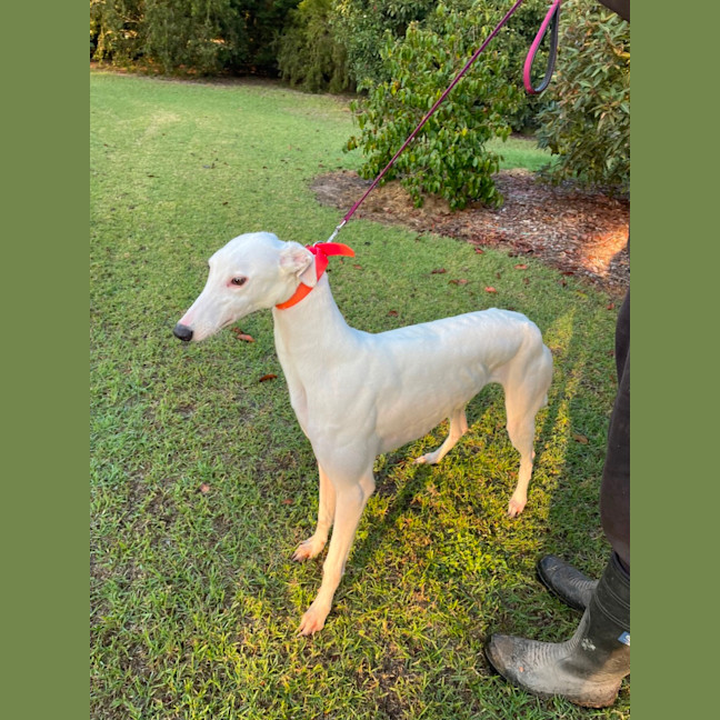 Photo of Dolly  Located Melbourne And Toongabbie