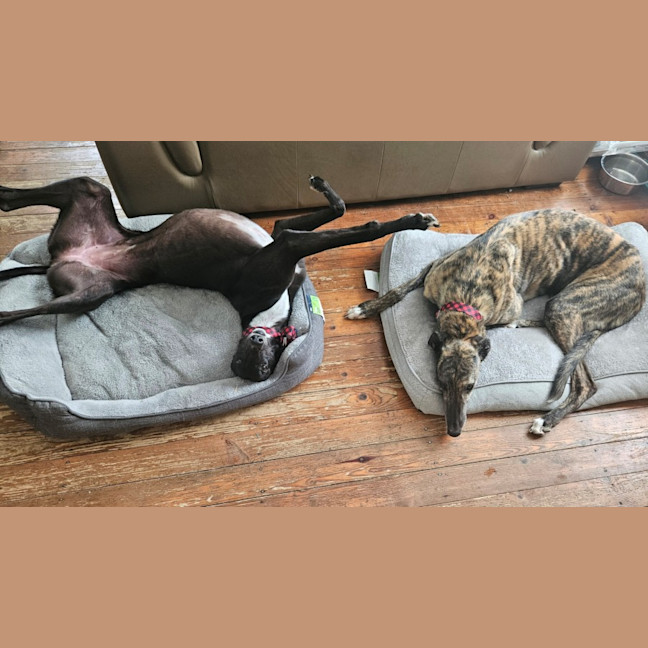 Photo of Roxy (With Rocky)