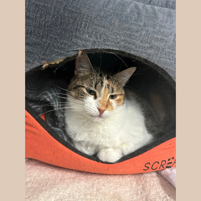 Photo of Peach