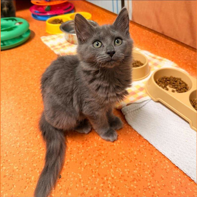 Photo of Saffron