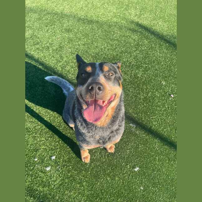 Photo of Riley Imp 1330