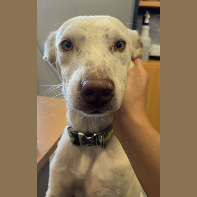Photo of Pickles