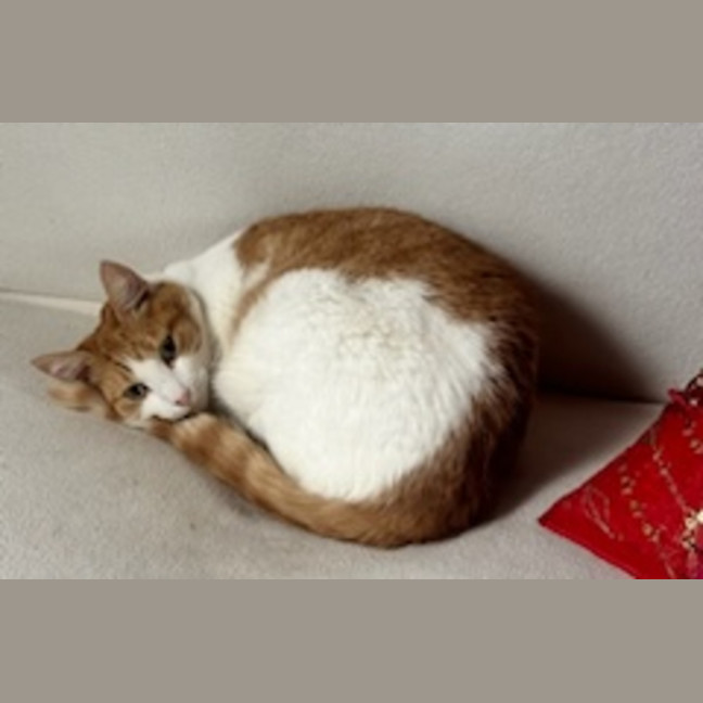 Photo of Peaches