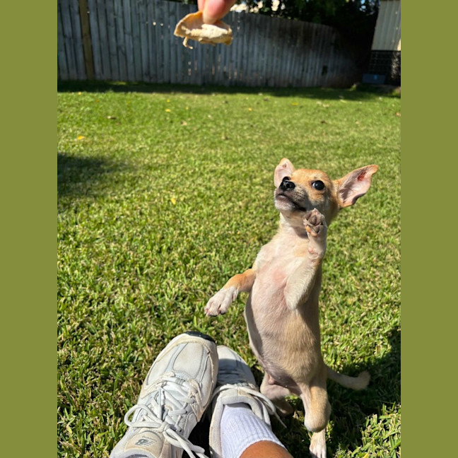 Photo of Django