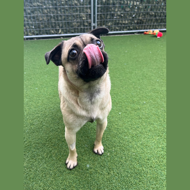 Photo of Pugsley