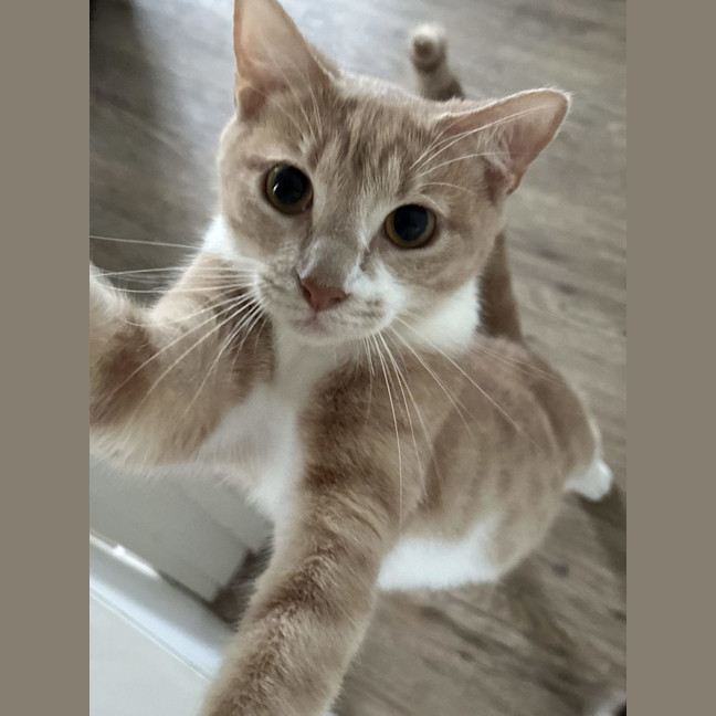 Photo of Daphne   Now At Pet Quarters Glendale