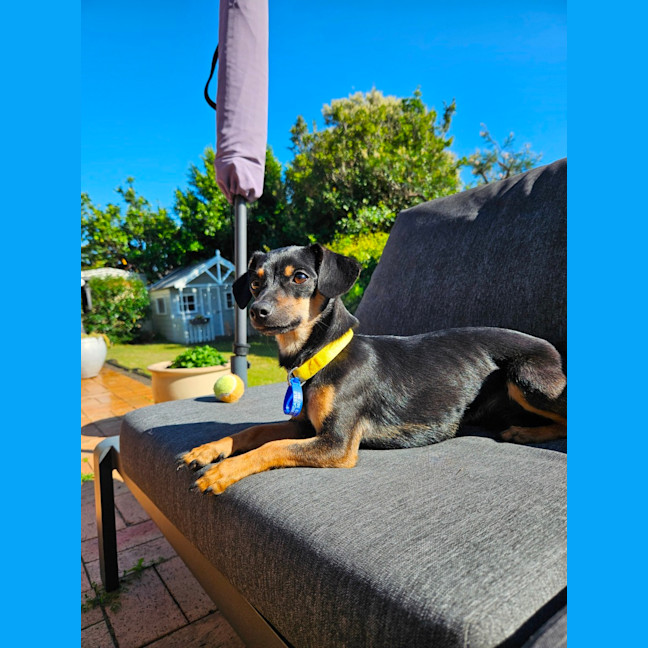 Photo of Louie  9 Month Old Chihuahua X Dachshund 