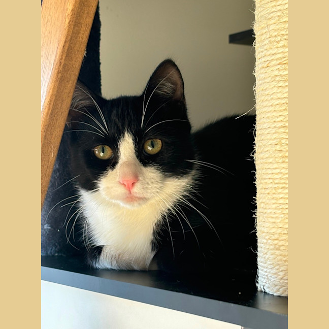 Photo of Blanc **2nd Chance Cat Rescue**