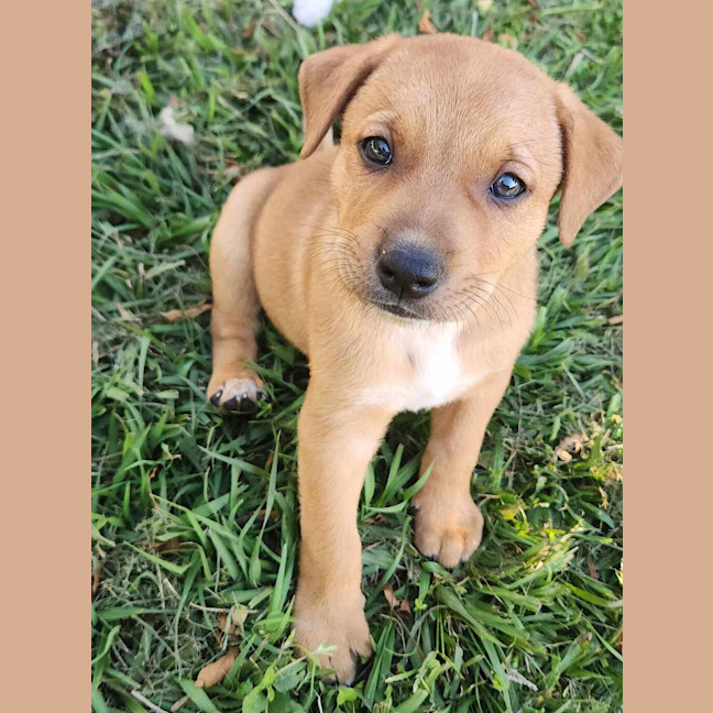 Photo of Ginger Bear