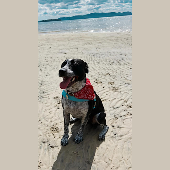 Photo of Arlo   5 Year Old Staffy X