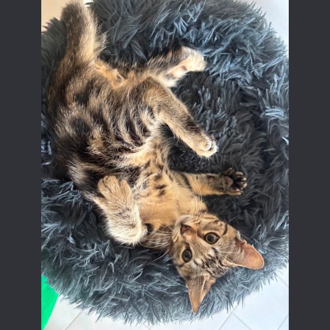 Photo of Reggie Meet Me@Petstock Mornington Nepean Hwy