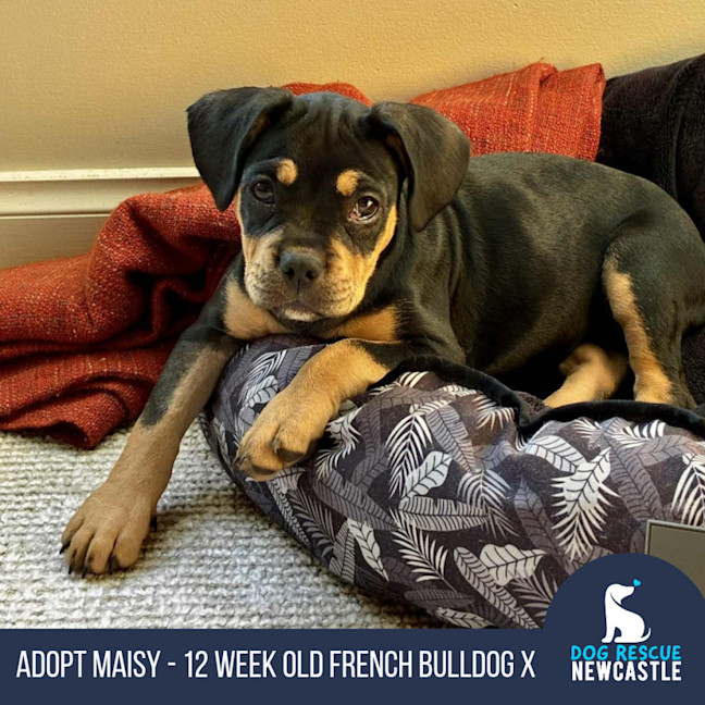 Photo of Maisy – 3 Month Old French Bulldog X