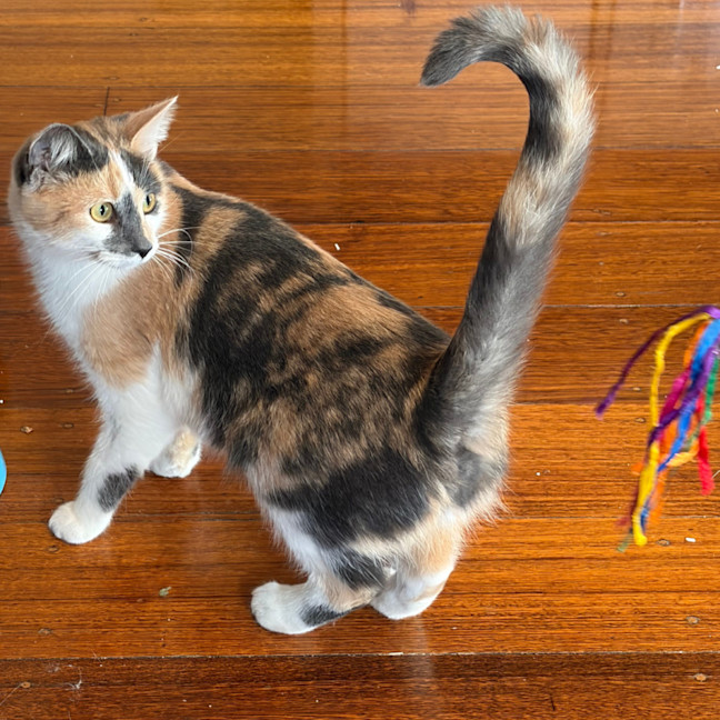Photo of Keetu