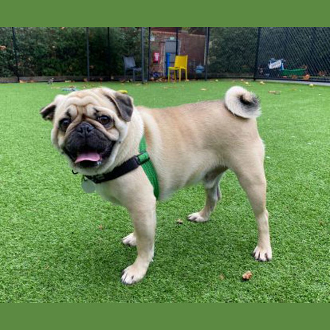 Photo of Dexter