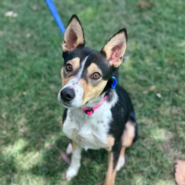 Photo of Frankie 