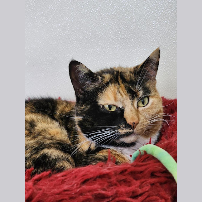 Photo of 🌖 Agatha 6518 🌖