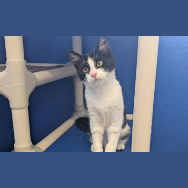 Photo of Oreo