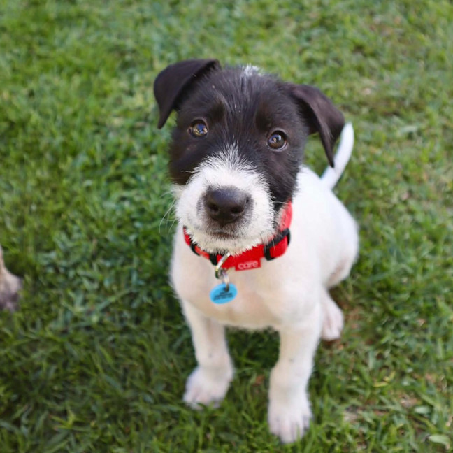 Photo of Bandit