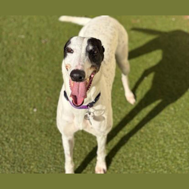 Photo of Pepper