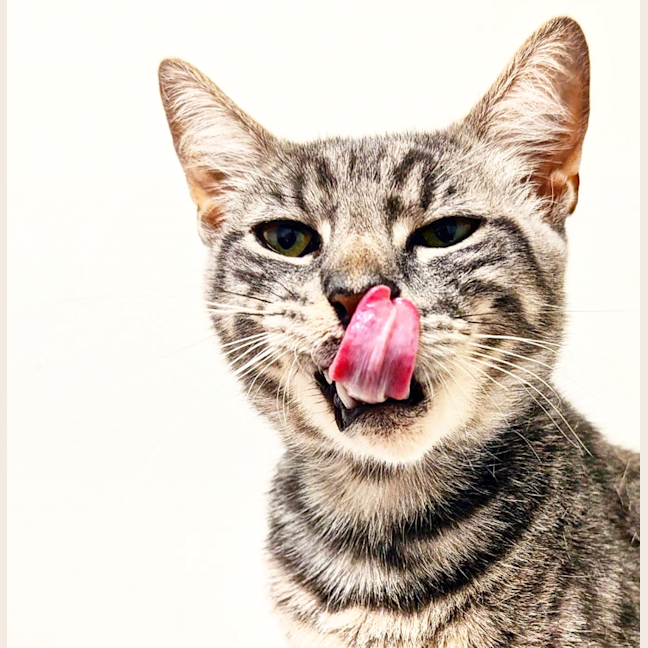 Photo of Talking Tom