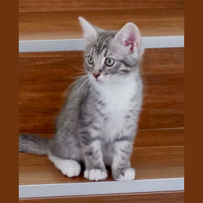 Photo of Ollie And Mowgli