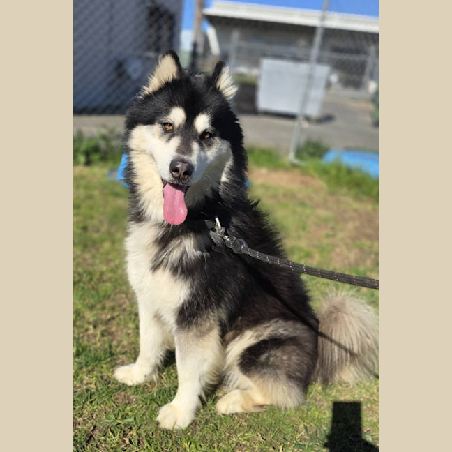 Photo of Hercules (66657)